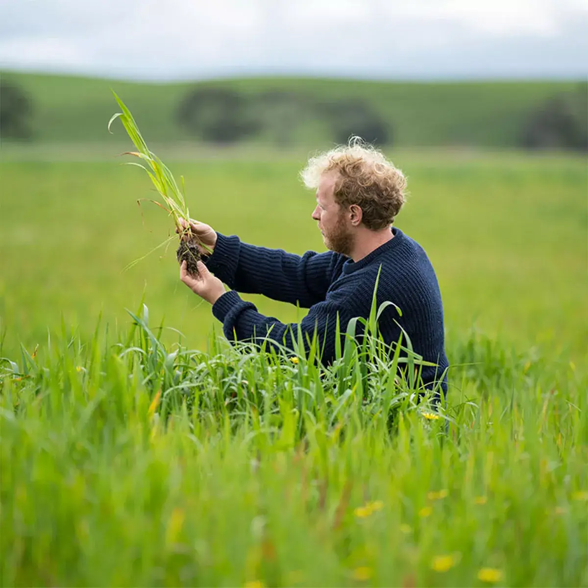 Farmer assessing crops as part of TAMS 3 for farms and solar for farms sustainability planning